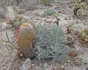 Cactus in bloom at Agua Caliente Regional Park CA