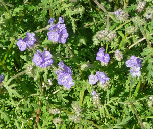 Blue Phacelia (Phacelia distans)