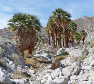 Pygmy Grove Mountain Palm Springs Trail Anza Borrego State Park CA