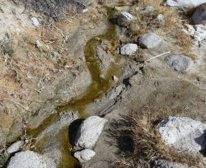 Seep at Pygmy Grove Mountain Palm Springs Trail Anza Borrego CA