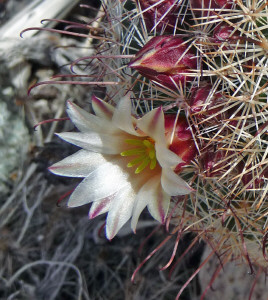 Small cactus in bloom on Mountain Palm Springs Trail Anza Borrego State Park CA