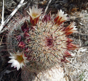 Small cactus in bloom on Mountain Palm Springs Trail Anza Borrego State Park CA