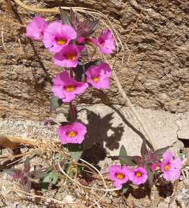 Red monkey flowers (Mimulus rubellus) on Mountain Palm Springs Trail Anza Borrego State Park CA