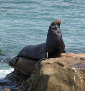 California Sea Lion on the rocks by The Cove La Jolla CA
