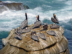 Brown Pelicans on rocks near Children's Pool La Jolla CA