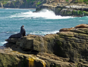 California Sea Lions on the rocks by The Cove La Jolla CA