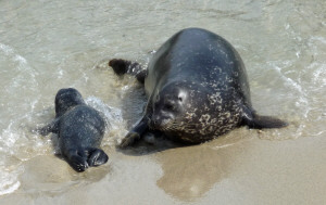 Harbor seal mom and pup in water La Jolla CA