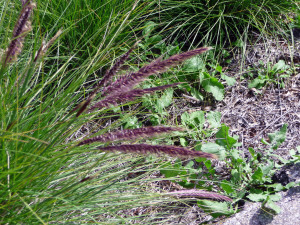 Wild grasses at Miramar Lake San Diego CA