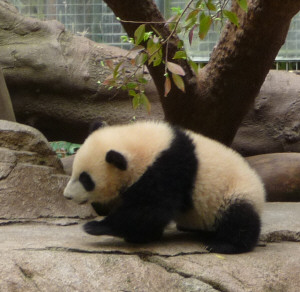 Yun Zi, baby panda at San Diego Zoo CA