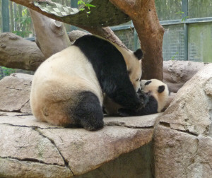 Bai Yun and her baby Yun Zi, pandas at the San Diego Zoo, CA