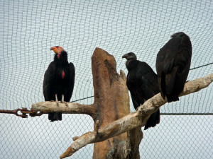 California Condors at San Diego Zoo CA