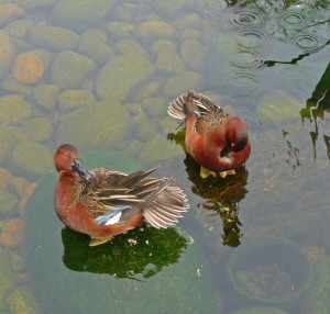 Cinnamon Teals at San Diego Zoo CA