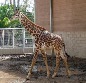 Baby giraffe at San Diego Zoo CA