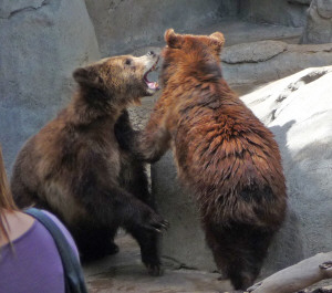 Grizzly Bear Cubs mock fighting at San Diego Zoo CA