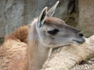 Closeup of a Guanaco at San Diego Zoo CA