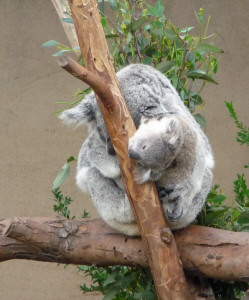 Mother and baby Koala at San Diego Zoo, CA