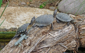 Pacific Pond Turtles and a brass lizard at San Diego Zoo, CA