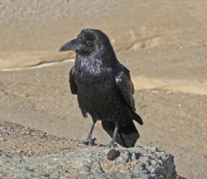 Raven at Artists Pallet Death Valley National Park CA