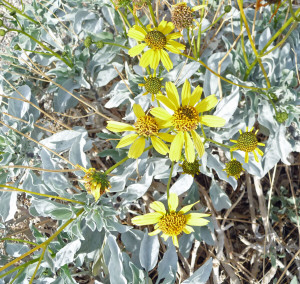 Panamint Daisies (Enceliopsis covillei) on Darwin Falls Trail Death Valley National Park CA