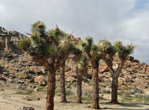 Joshua Trees Red Rock State Park CA