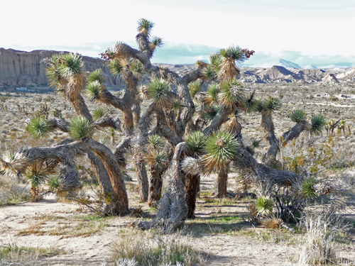 Joshua Tree Red Rock State Park CA