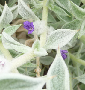 Closeup of Death Valley Sage (Salvia funerea) at Titus Canyon Death Valley CA