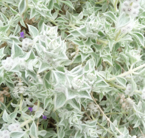 Death Valley Sage (Salvia funerea) at Titus Canyon Death Valley CA