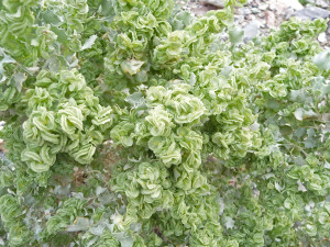 desert holly (Atriplex hymenelytra) Titus Canyon Death Valley National Park CA