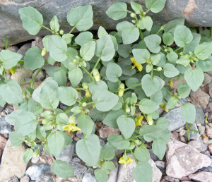 Ground cherries (Physalis crassifolia) Titus Canyon Death Valley National Park CA