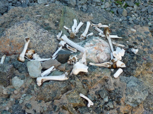 Willow Canyon Trail bone collection Death Valley National Park CA