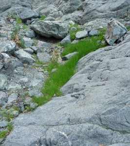 Grass growing in Willow Canyon Death Valley National Park CA