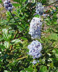 California Lilac (Ceanothus confusus) at Big Sur CA