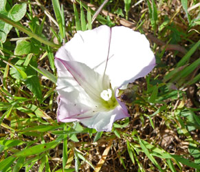 Cambria Morning Glory (Calystegia subacaulis ssp. subacaulis)