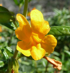 Wide-throated Yellow Monkeyflower (Mimulus brevipes) at Big Sur CA