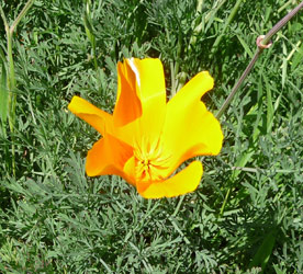 California Poppies (Eschscholzia californica) at Big Sur CA