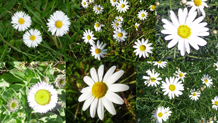 Daisy montage