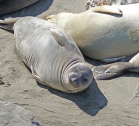 Elephant seal pup on beach north of San Simeon CA