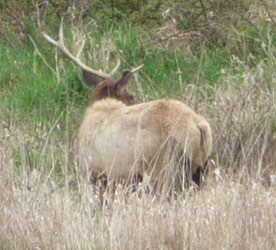 Elk along Umqua River