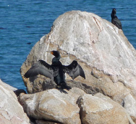 Cormorants at Pacific Grove, CA