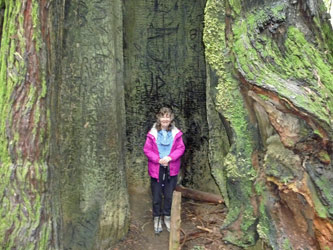 Sara Schurr in burned out boll of redwood Humboldt State Park CA