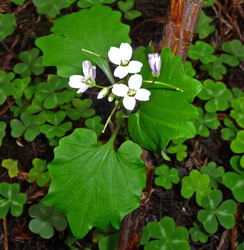 Milkmaids (Dentaria californica ssp. californica) at Humboldt State Park CA