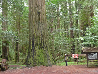 Walter Cooke at trailhead to Rockefeller Loop Humboldt State Park CA