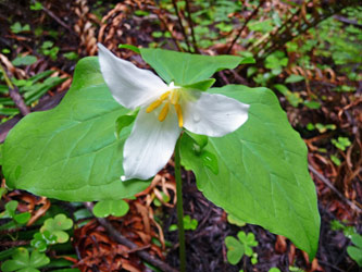 Trillium in Humboldt State Park CA