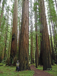 Walter Cooke in Big Tree Grove Humboldt State Park CA