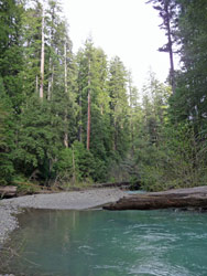 Bull Creek Humboldt State Park CA