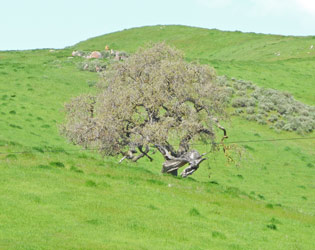 Live Oak San Jose, CA