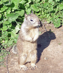 San Simeon Ground Squirrel