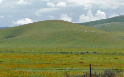 Wildflowers in bloom west of Bakersfield CA