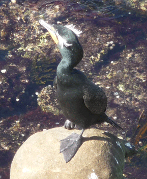 Double Crested Cormorant