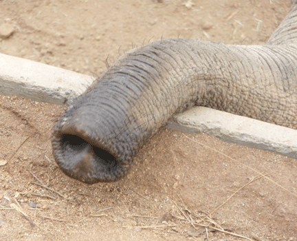 Elephant trunk at work San Diego Safari Park